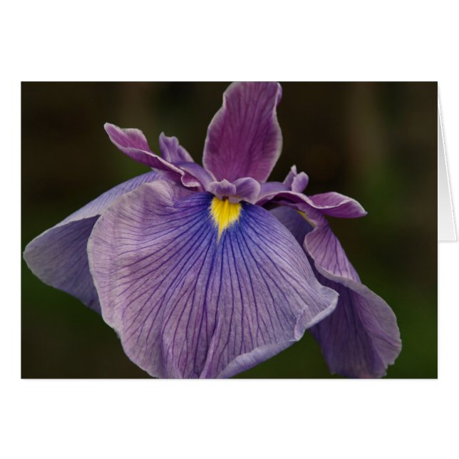 Iris (Voorkant Horizontaal)