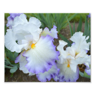 Iris 10" du cercle de la Reine" copie de la photo