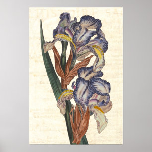 Iris 19th Century Curtis Botanical Illustration Poster