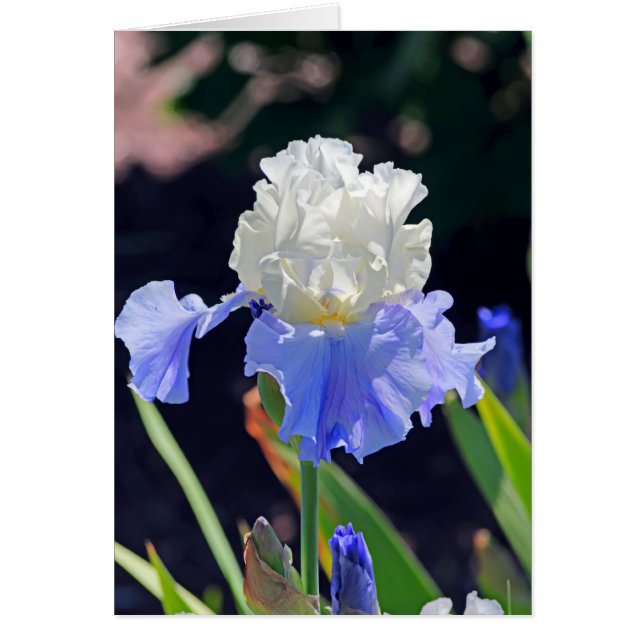 Iris 965 (Voorkant)