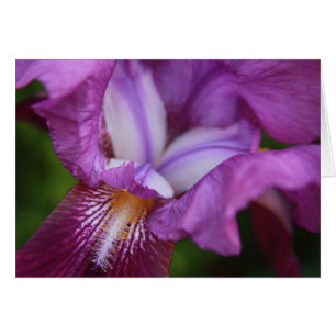Iris à poils