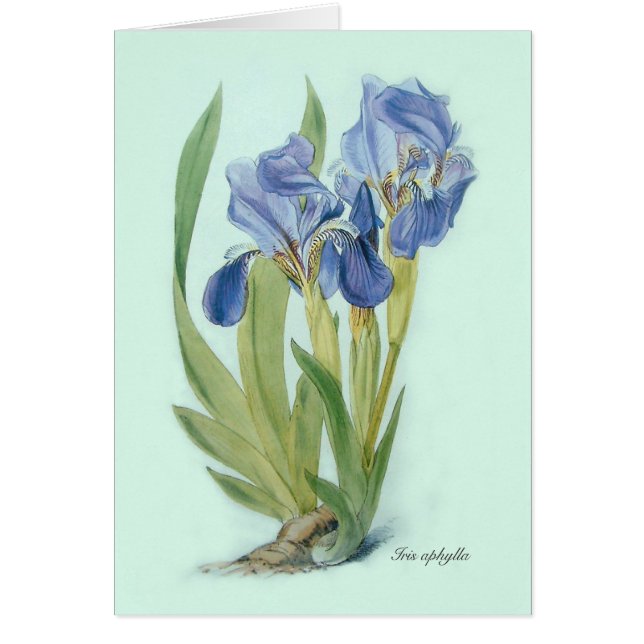 Iris aphylla (Voorkant)