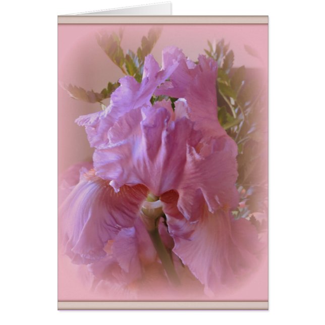 Iris Beauty (Voorkant)