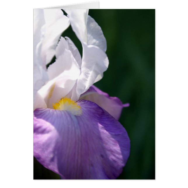 Iris Beauty (Devant)