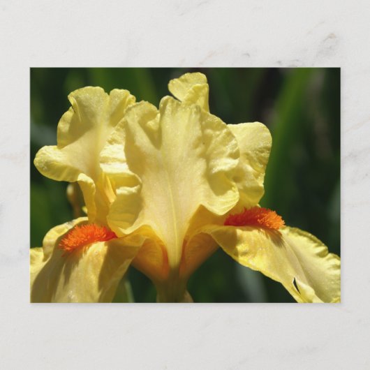 Iris Beauty Briefkaart (Voorkant)