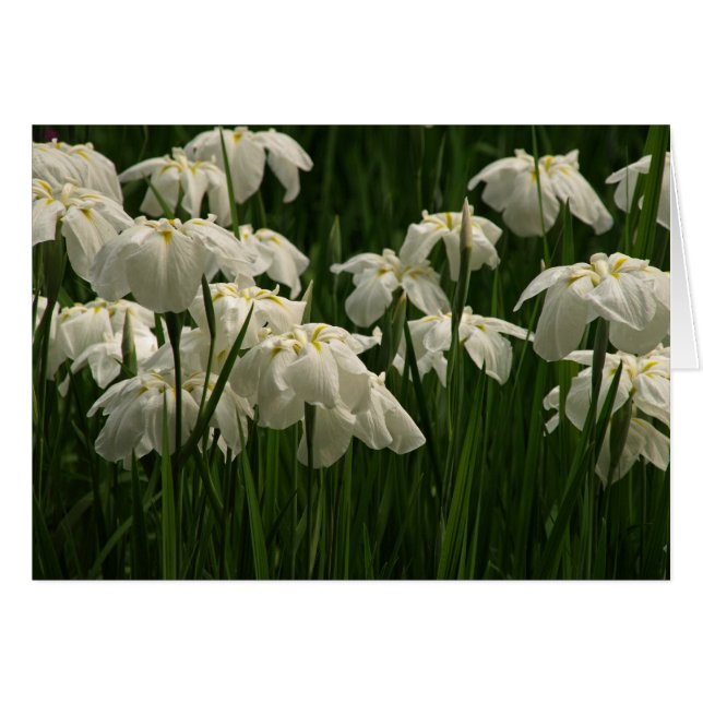 Iris blancs (Devant horizontal)