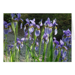Iris bleu