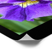 Iris Bloem Foto Poster (Hoek)