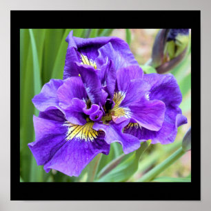 Iris Bloem Foto Poster