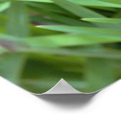 Iris Bloem Foto Poster (Hoek)