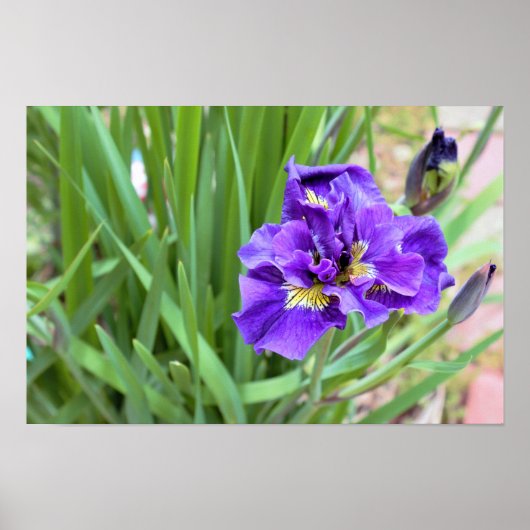 Iris Bloem Foto Poster (Voorkant)