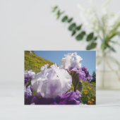 Iris Bloem wei veld postkaart Paarse Witte Iris (Staand voorkant)