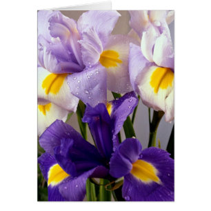 Iris bloemen
