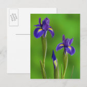 Iris Bloemen Briefkaart (Voorkant / Achterkant)