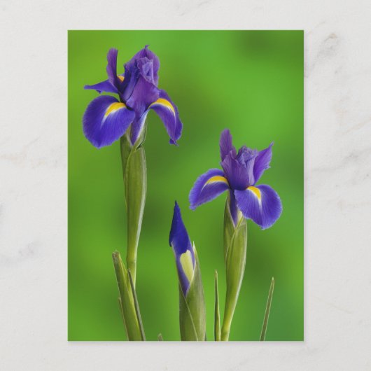 Iris Bloemen Briefkaart (Voorkant)