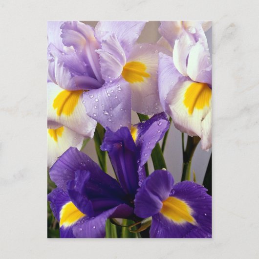 Iris bloemen briefkaart (Voorkant)