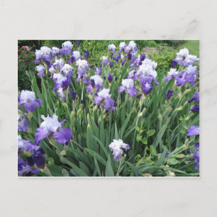 Iris bloemen briefkaart