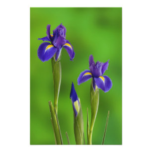 Iris Bloemen Foto Afdruk