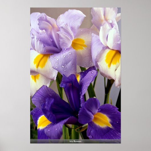 Iris bloemen poster (Voorkant)