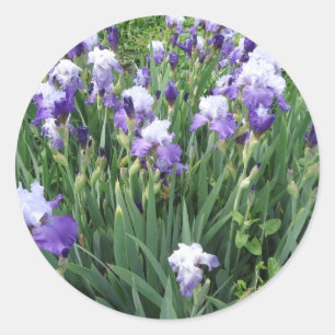 Iris bloemen ronde sticker