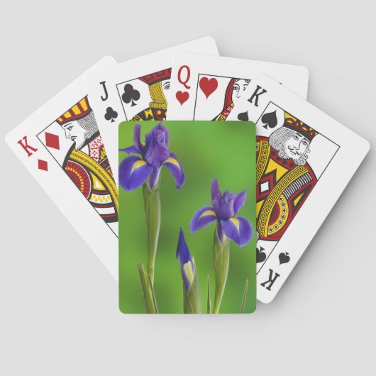 Iris Bloemen Speelkaarten (Achterkant)