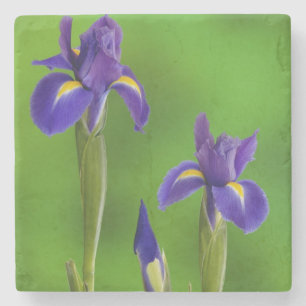 Iris Bloemen Stenen Onderzetter