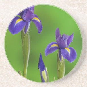 Iris Bloemen Zandsteen Onderzetter