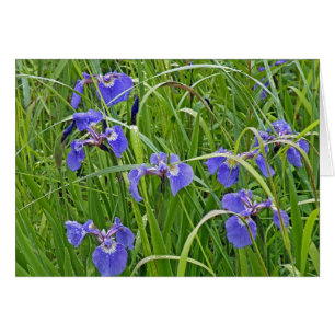 Iris Blooms
