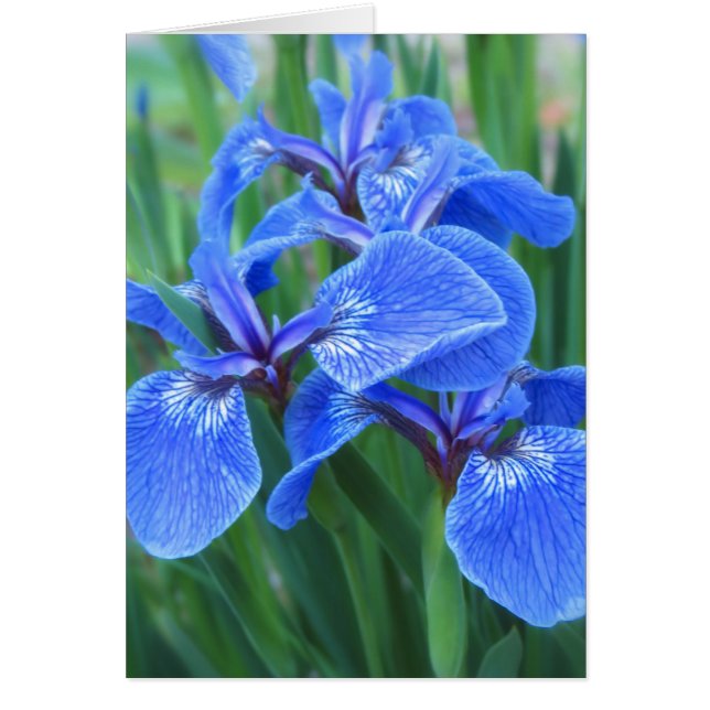 Iris Blue (Voorkant)