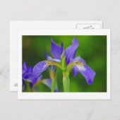 Iris Blue Flower Briefkaart (Voorkant / Achterkant)