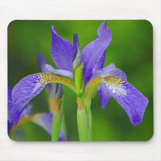 Iris Blue Flower Mousepad Muismat (Voorkant)