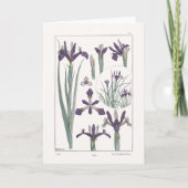Iris Botanical Maurice Verneuil Blank Card Kaart (Voorkant)