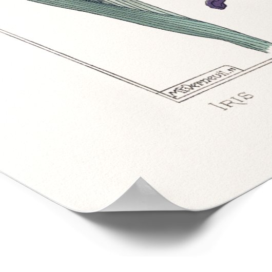 Iris Botanical Verneuil Poster (Hoek)