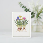  iris botanische illustratie briefkaart (Staand voorkant)