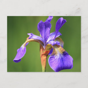 iris briefkaart