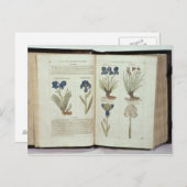 Iris Briefkaart (Voorkant / Achterkant)