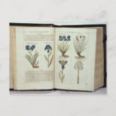 Iris Briefkaart (Voorkant)