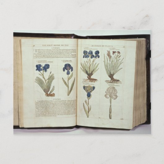 Iris Briefkaart (Voorkant)