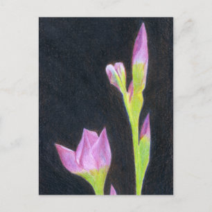 Iris briefkaart