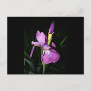 IRIS BRIEFKAART