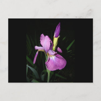  IRIS BRIEFKAART