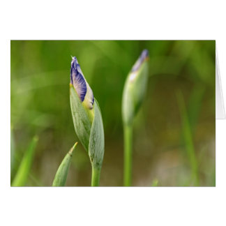 Iris Buds