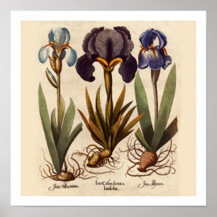 Iris Bulbs Botanische afdrukken Poster