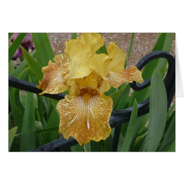 Iris Card - Tiger Honey (Voorkant Horizontaal)