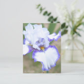 Iris "Carolina Gold":Briefkaart Briefkaart (Staand voorkant)