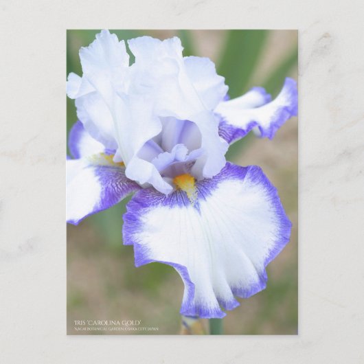 Iris "Carolina Gold":Briefkaart Briefkaart (Voorkant)