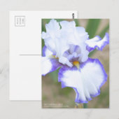 Iris 'Carolina Gold' : Carte postale (Devant / Derrière)