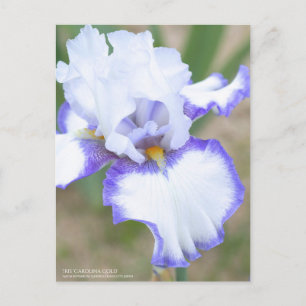 Iris 'Carolina Gold' : Carte postale