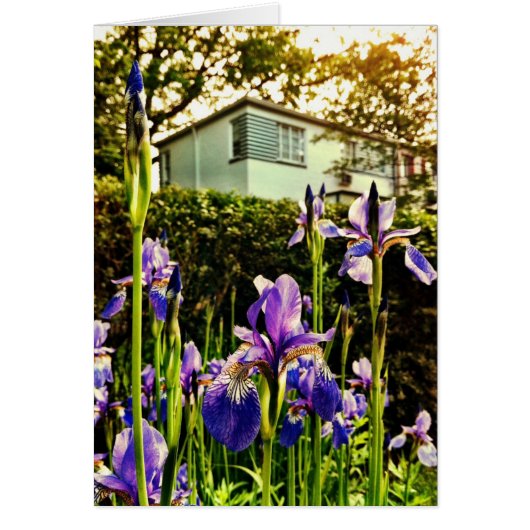 Iris de floraison devant le musée de Greenbelt (Devant)