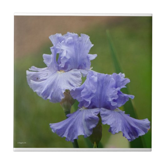Iris Delight Tegeltje (Voorkant)
